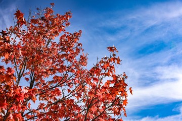 tree and blue sky