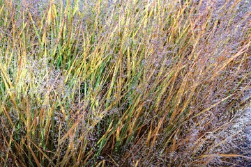 wild reed near the water