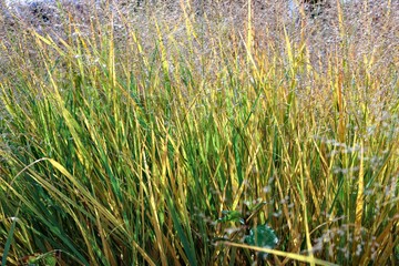 wild reed near the water