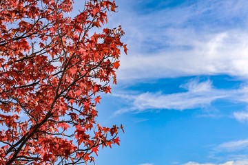 autumn leaves against blue sky