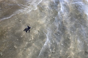 Single baby turtle in the water