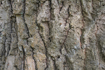 Oak tree bark texture.