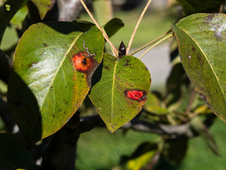 gymnosporangium sabinae or pear rust on pear leafs