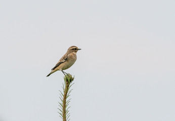 Braunkehlchen