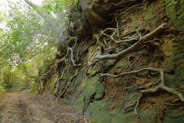 An ancient sunken path (Hell Lane) near village of Symondsbury in west Dorset
