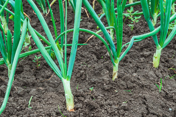 Green onions grow on bed in garden. Gardening for growing healthy food
