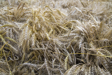 Ears of wheat on the background of yellow straw. Agriculture, grain growing, useful products.