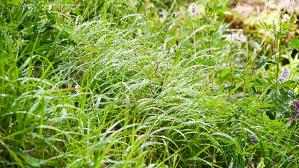 Green grass and leaves in summer Sunny forest