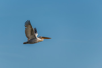 A dalmatian pelican (Pelecanus crispus) flying