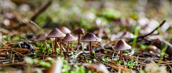 mushroom in the forest © Garuda