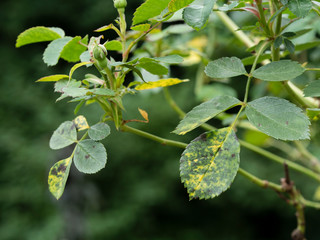 blackspot fungus Diplocarpon rosae on rose