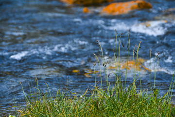 Strong mountain river. Rapid flow of stream among rocks. Blue stream of water seethes in rocks