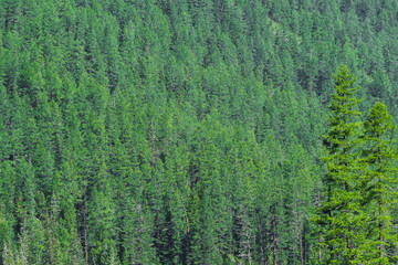 Dense coniferous forest on the mountainside
