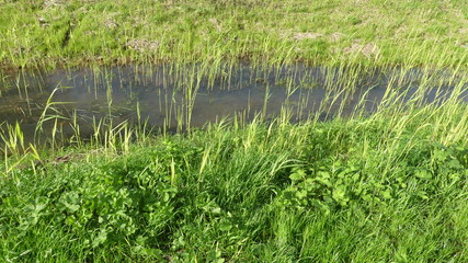 Green grass and swamp in fall