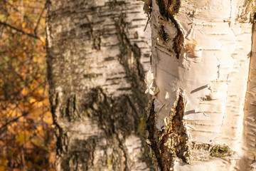 hollow on birch trees in the sunny autumn  day