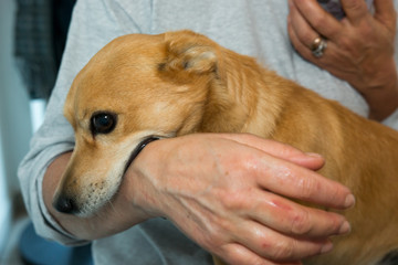 municipal kennel mongrel dogs to be adopted