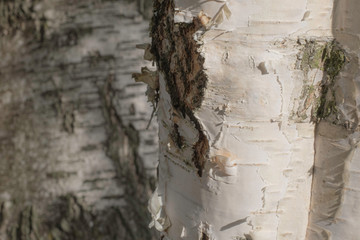 hollow on birch trees in the sunny autumn  day
