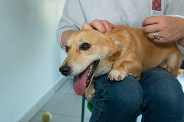 municipal kennel mongrel dogs to be adopted