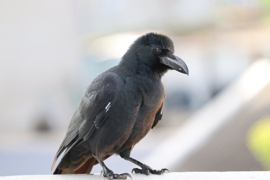 ungle crow (Corvus macrorhynchos) or Japanese crow. Thick-billed crow (Corvus macrorhynchos)
