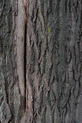 Natural patterns on the bark of a tree. The texture of the bark of a tree.