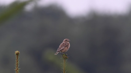 Braunkehlchen