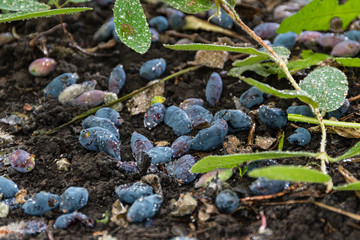 Purple honeysuckle berries on ground. Loss of crops, bad gardening.