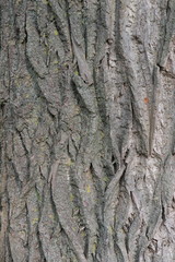 Natural patterns on the bark of a tree. The texture of the bark of a tree.