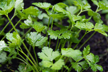 Fresh crop of parsley in summer garden. Parsley leaves grow from ground