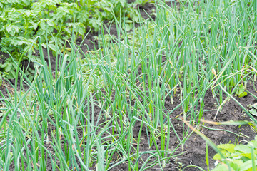 Green onions grow on bed in garden. Gardening for growing healthy food