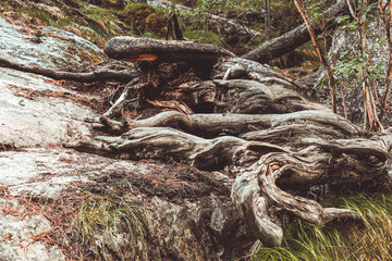 Tree roots on dirt trail. Hiking in coniferous forest in summer. Tourism and travel