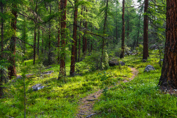 Tourist trail in coniferous forest. Hiking, summer travel on foot