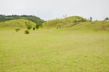 Fototapeta premium Grass Moutain at Ranong,Thailand.