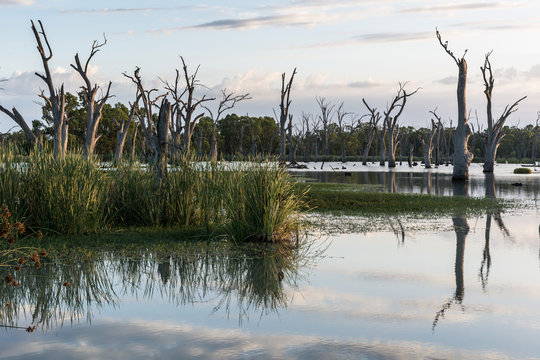 Backwater On The River Murray, South Australia, Important Habitat For Native Birds And Fish.