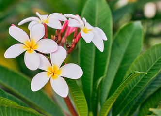 White frangipani 