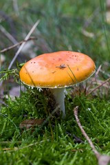 Toadstool, close up of a poisonous mushroom in the forest on green moss ground - Mushrooms cut in the woods  - white mushroom with red hat