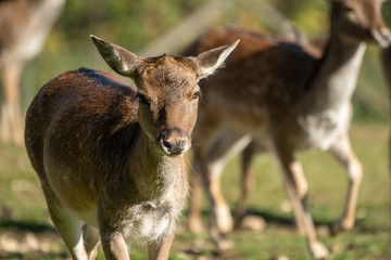 Herbst bei Möhringen Baden -Württemberg Deutschland 