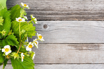 Strawberry leaves and flowers on wooden table. Gardening, growing berries