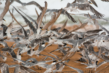 Chaos, a flock of Terns take flight on a remote beach.