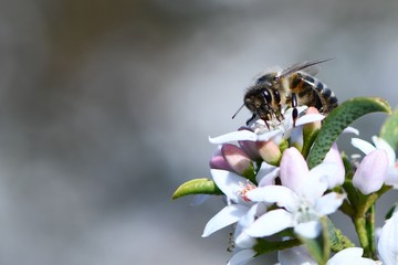 A honey bee atop a clump of white flowers to collect pollen and nectar in a southern Australian garden to take back to the hive