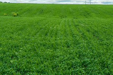 Field with green grass. Lawn on Sunny summer day