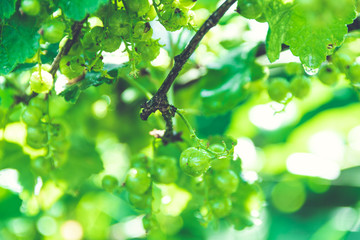 White currant berries in Sunny garden. Growing berries on farm