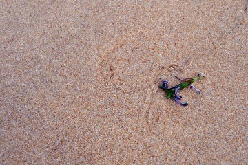 A comb anchor, the hooked base of a wireweed seedling, a seaweed or seagrass stranded by the receding tide and washed up on the river bank in the sand,