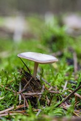  Beautiful close up of a group of mushrooms growing on  on green moss ground and dark bokeh forest background. Mushroom macro, Mushrooms photo, forest photo, forest background - Mushrooms cut in the w