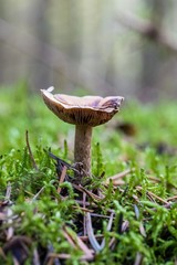  Beautiful close up of a group of mushrooms growing on  on green moss ground and dark bokeh forest background. Mushroom macro, Mushrooms photo, forest photo, forest background - Mushrooms cut in the w