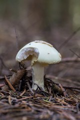  Two mushrooms with a bright hat close-up. Mushrooms hat among green moss and yellow leaves in the forest. mushrooms grow on moss. Inedible mushroom in the autumn forest. Mushroom and moss close-up, M