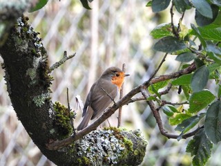 bird on a branch