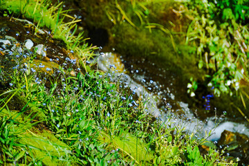 Mountain stream in green valley. Rocks and stones in swirling riverbed. Watering in pasture