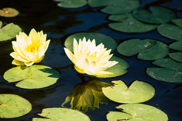 Lotus flower in a pond