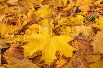 Naklejka na ściany i meble autumn, colorful yellow leaves on blurred background 