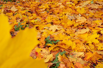 autumn, colorful  yellow leaves on blurred background	